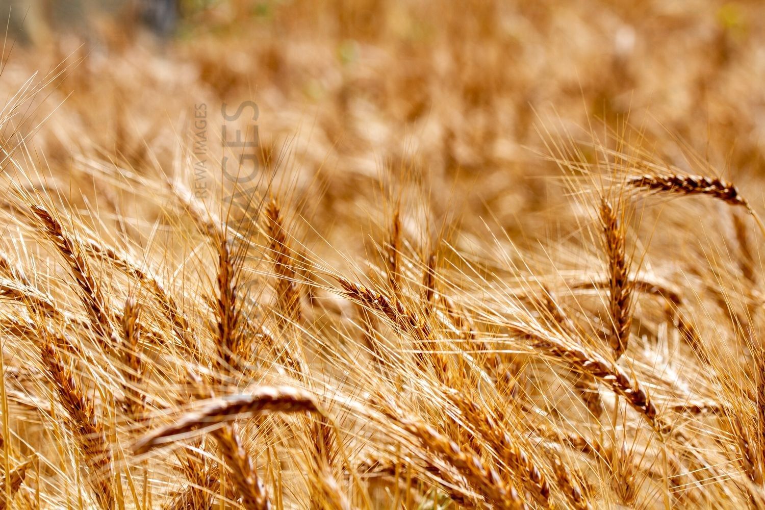 Paddy fields