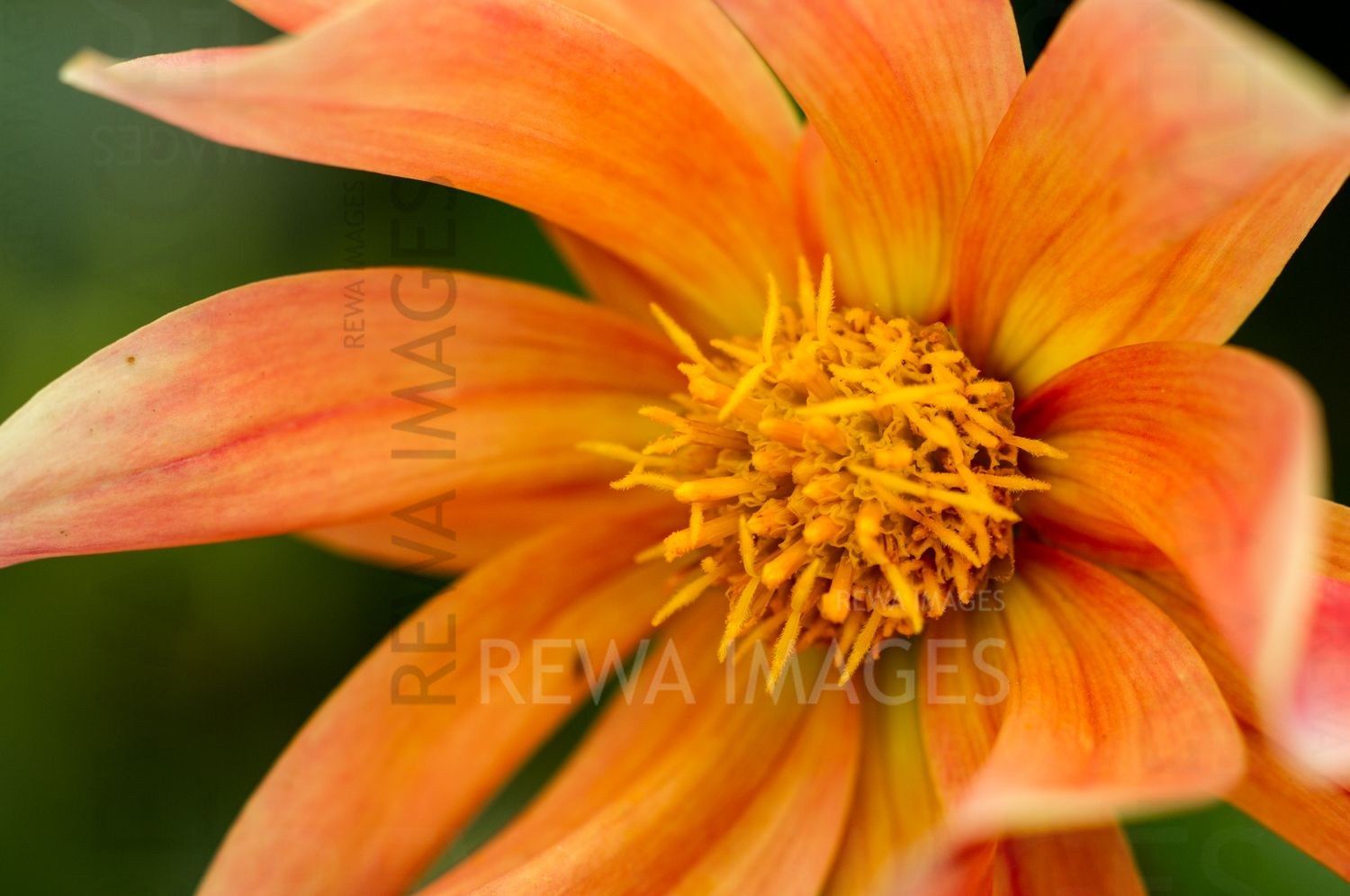 Macro image of flowers
