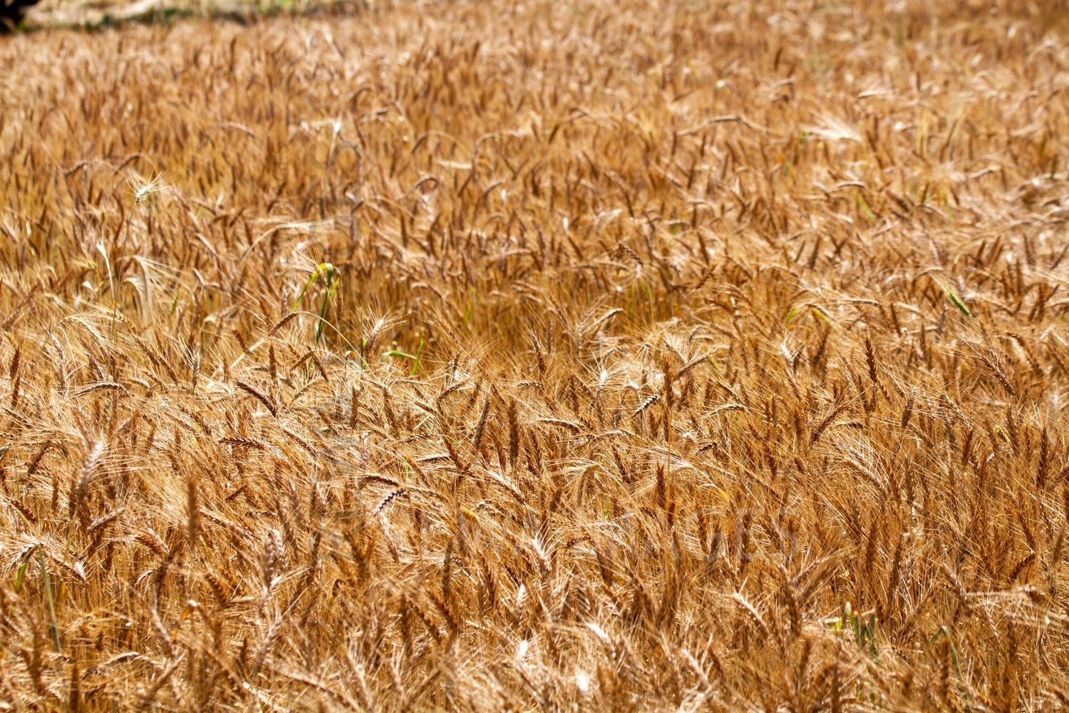 Paddy fields