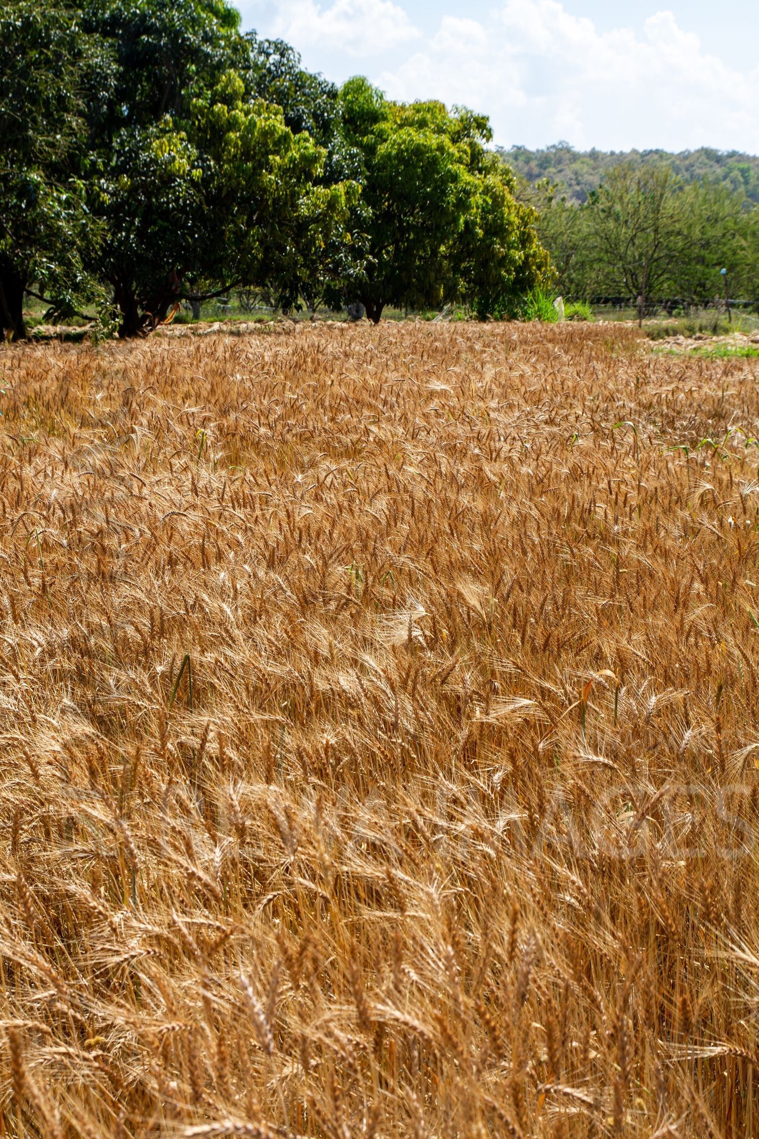 Paddy fields