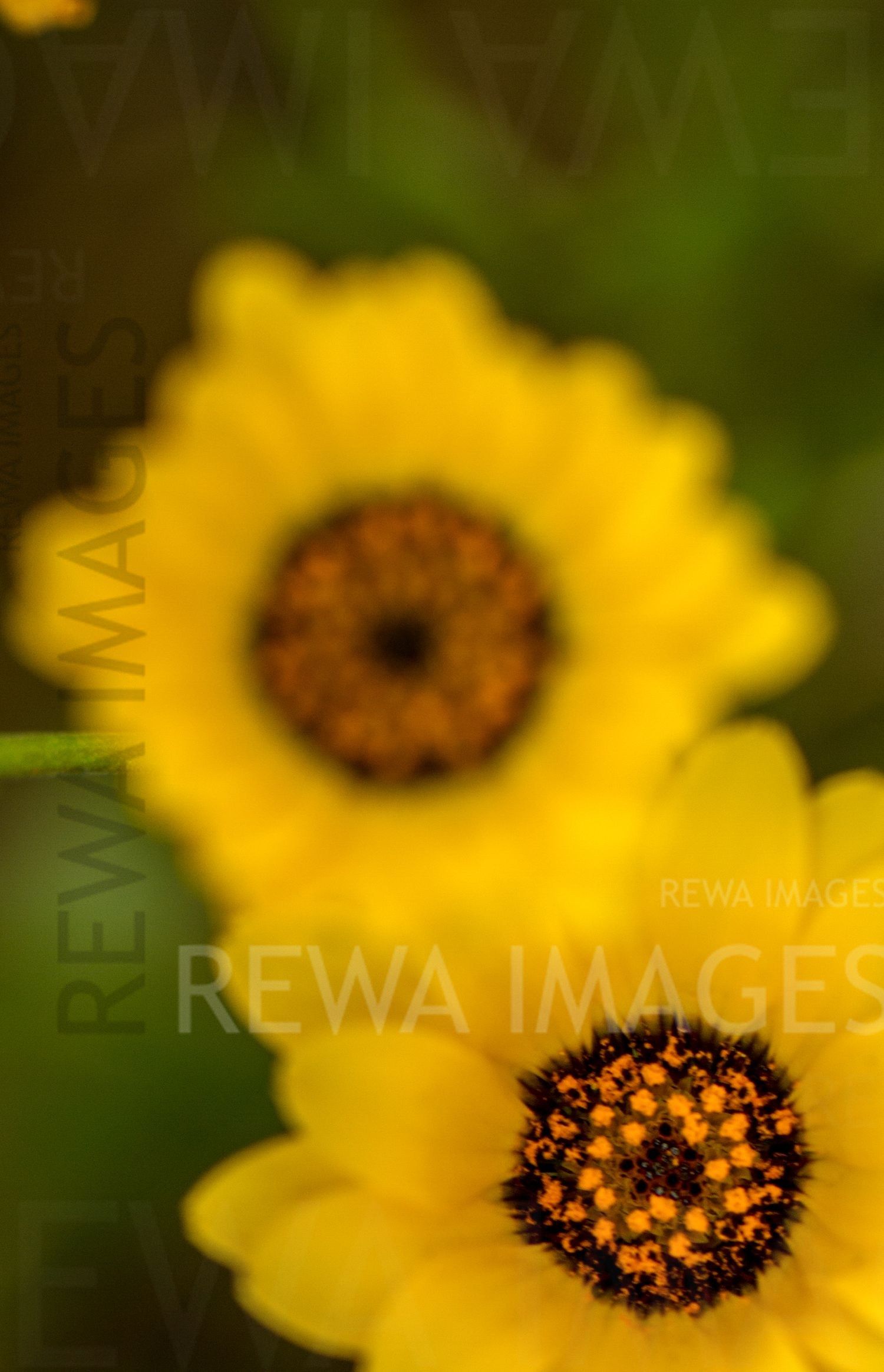 Macro image of flowers