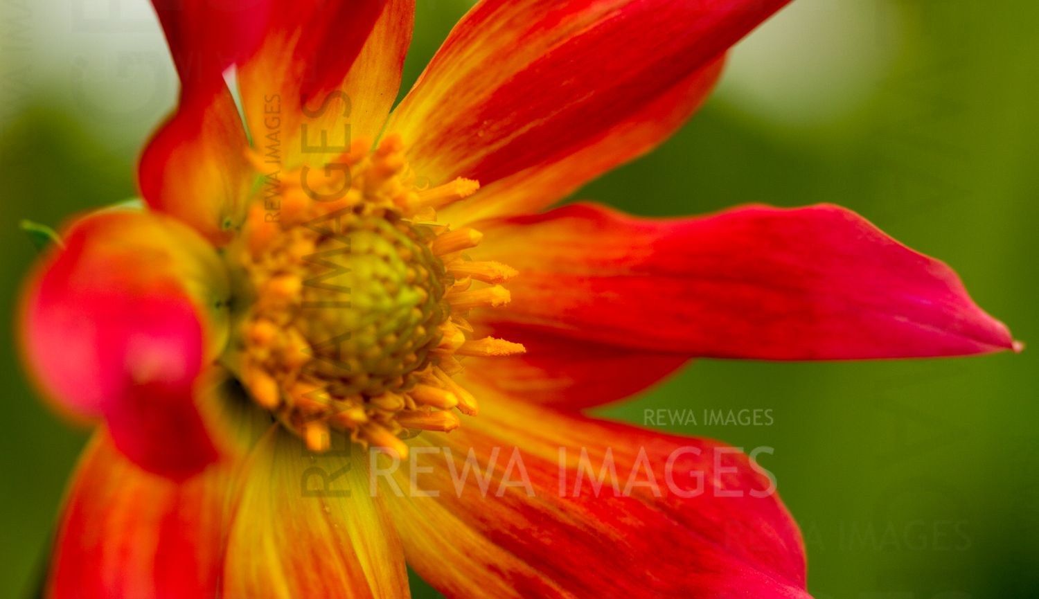 Macro image of flowers