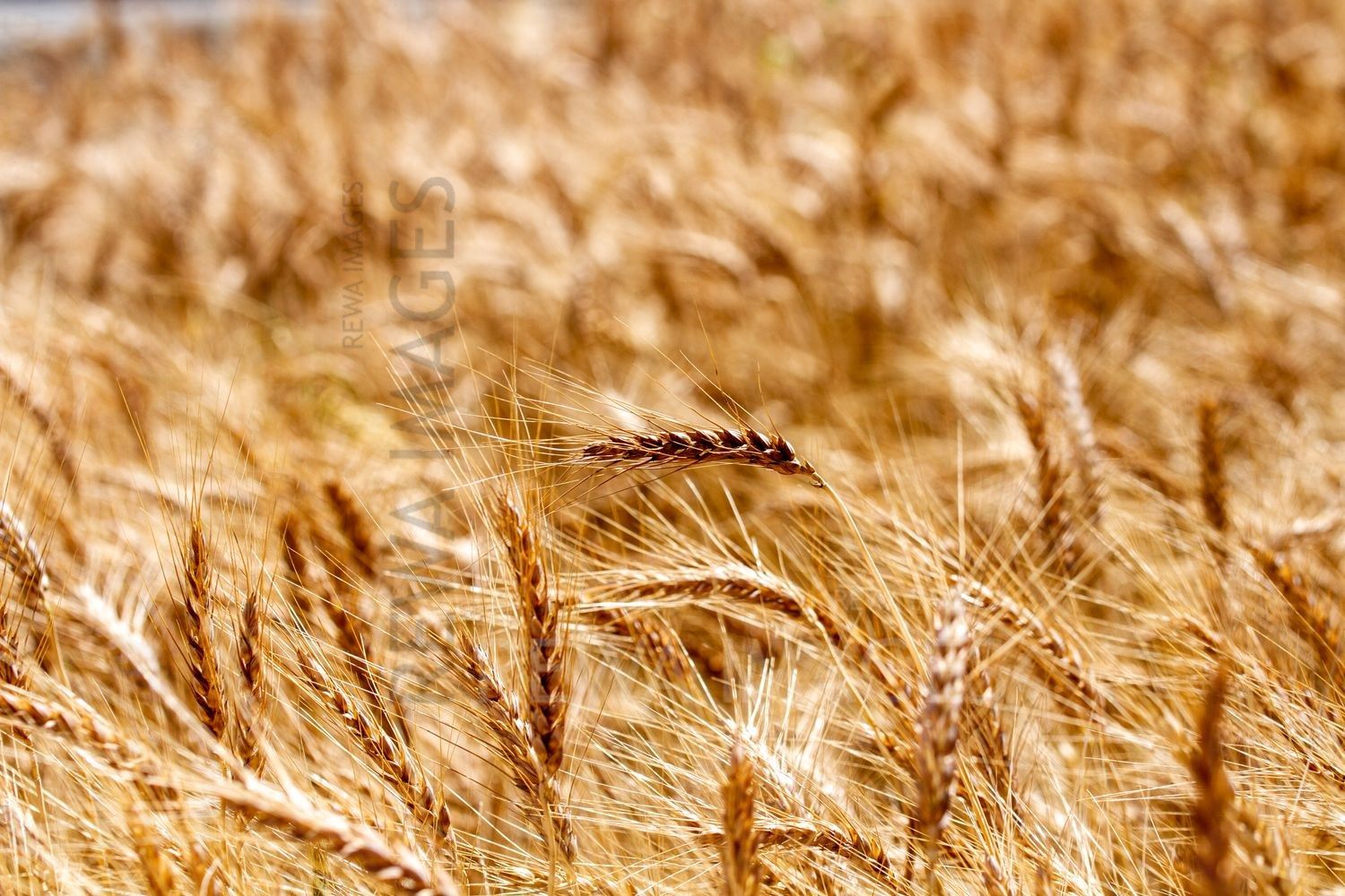 Paddy fields