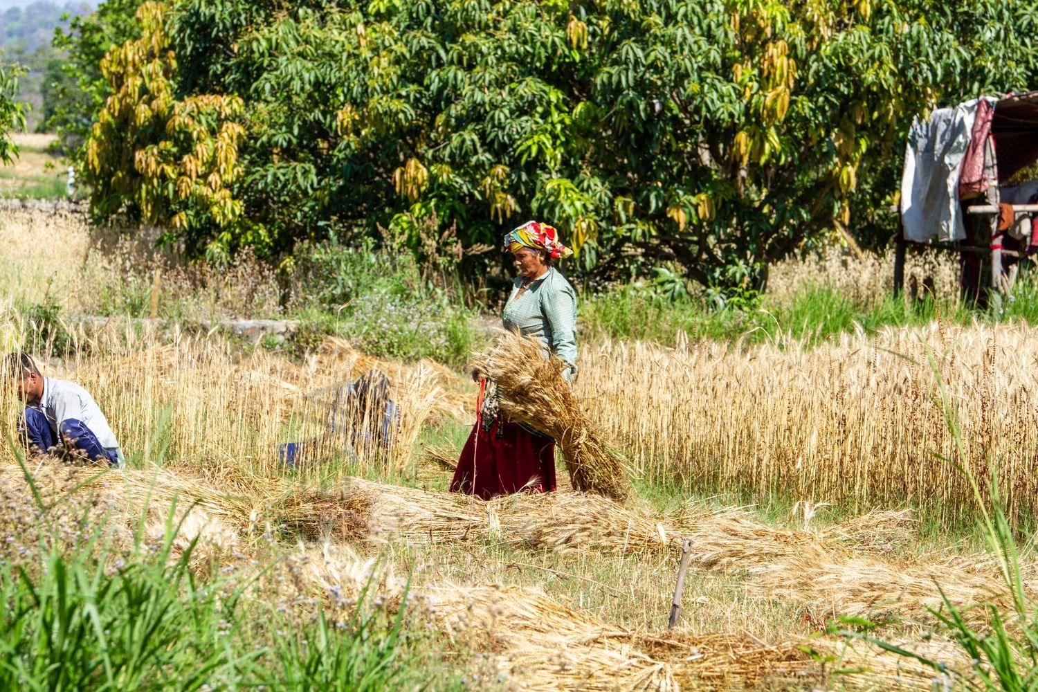 Paddy fields