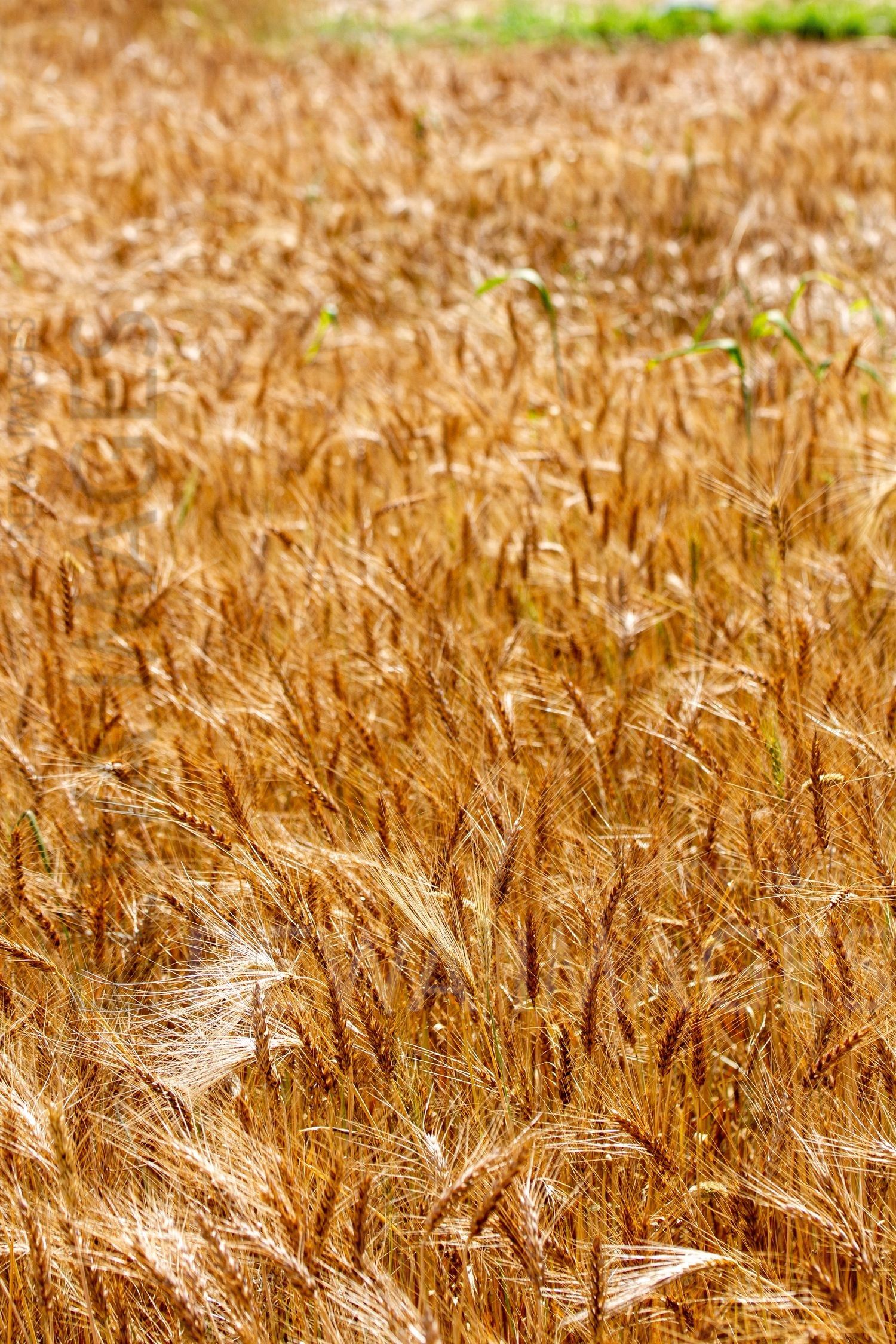 Paddy fields