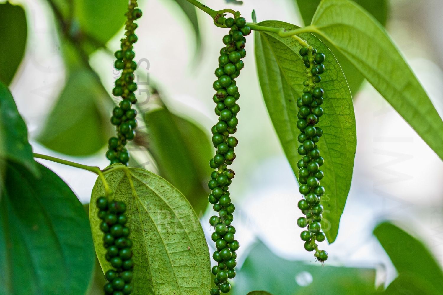 Black pepper