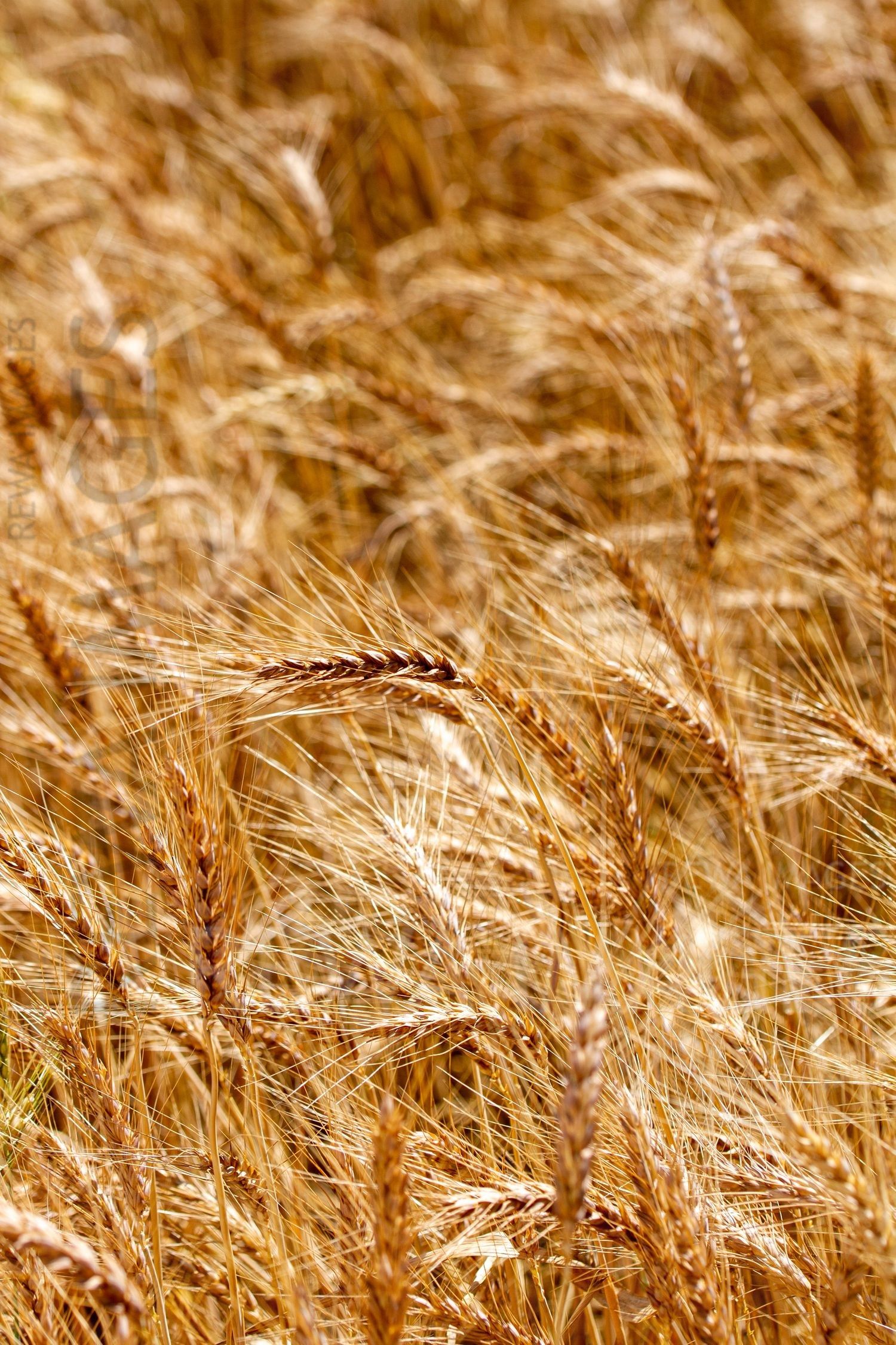 Paddy fields