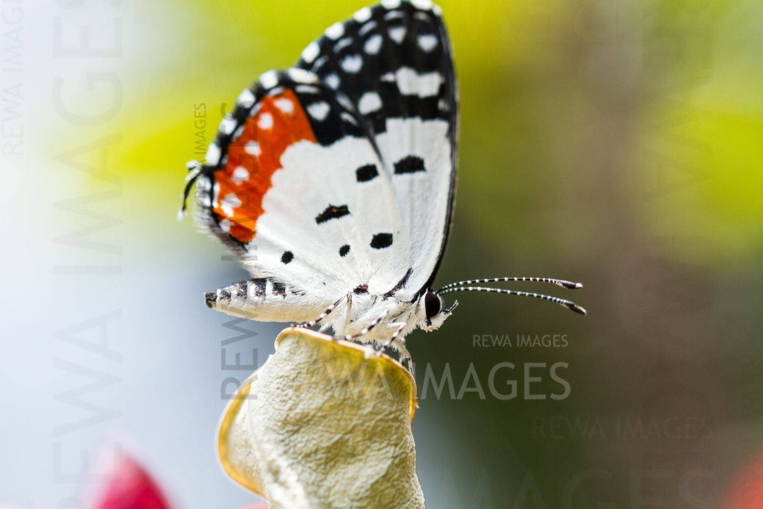 Red Pierrot butterfly