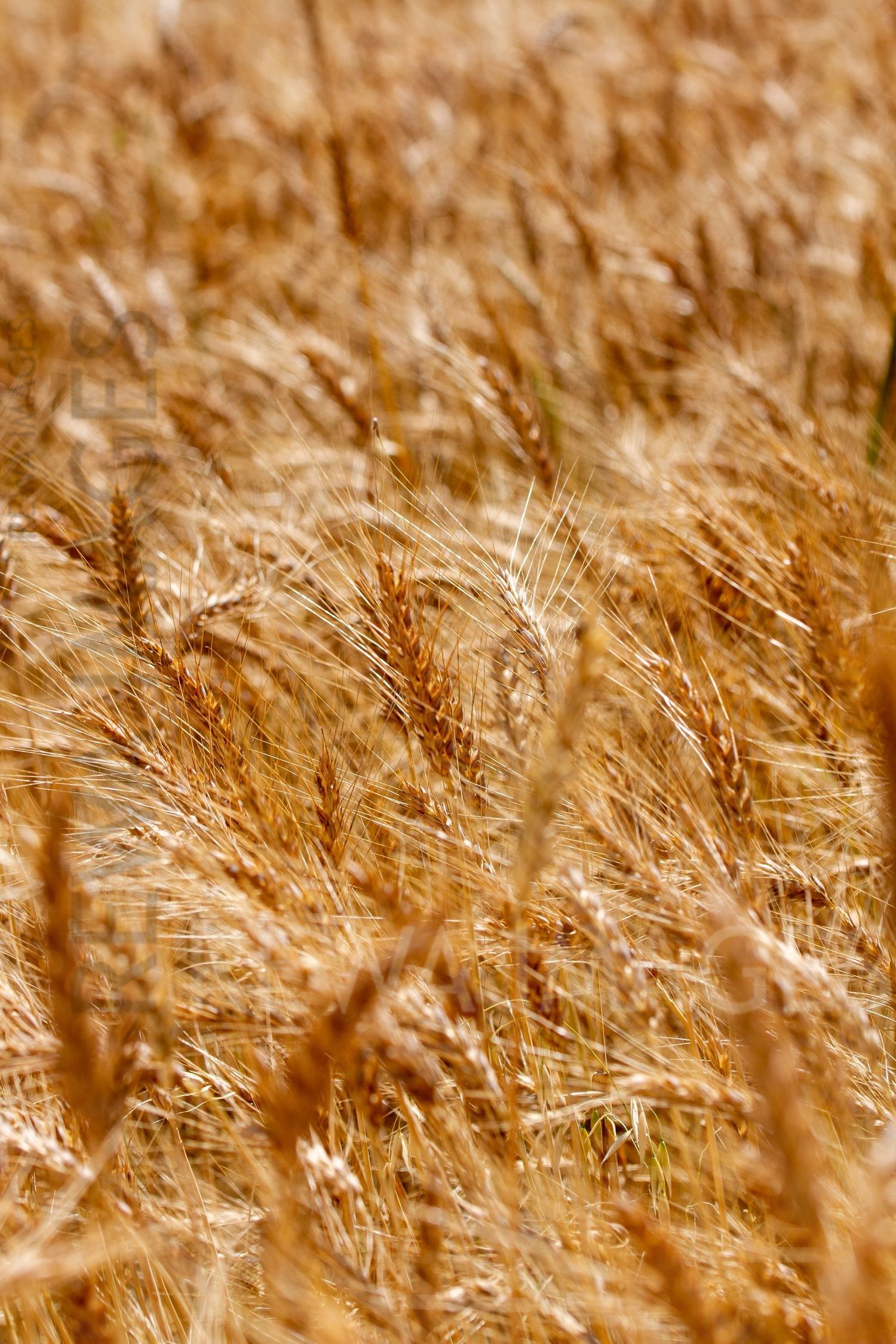 Paddy fields
