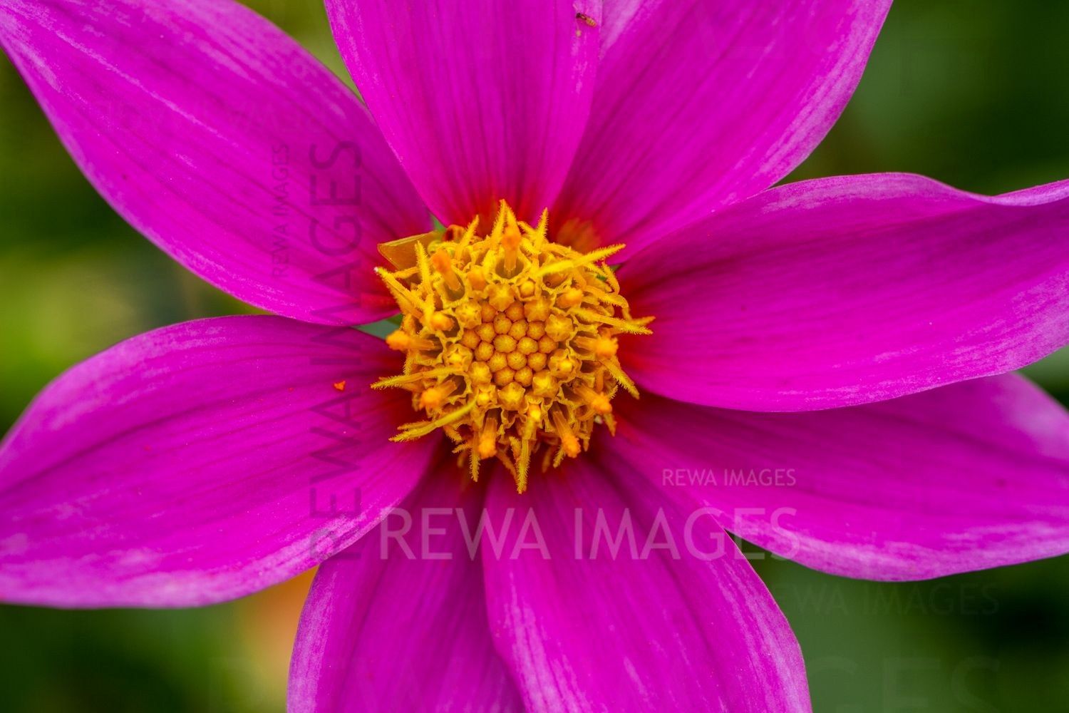 Macro image of flowers