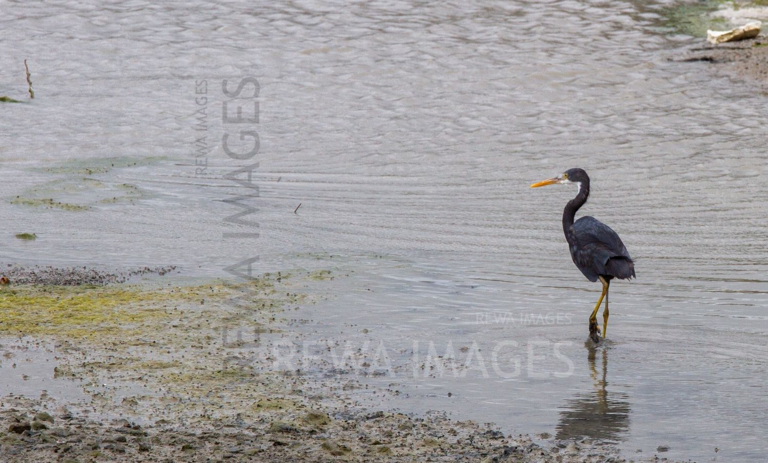 Reef Heron