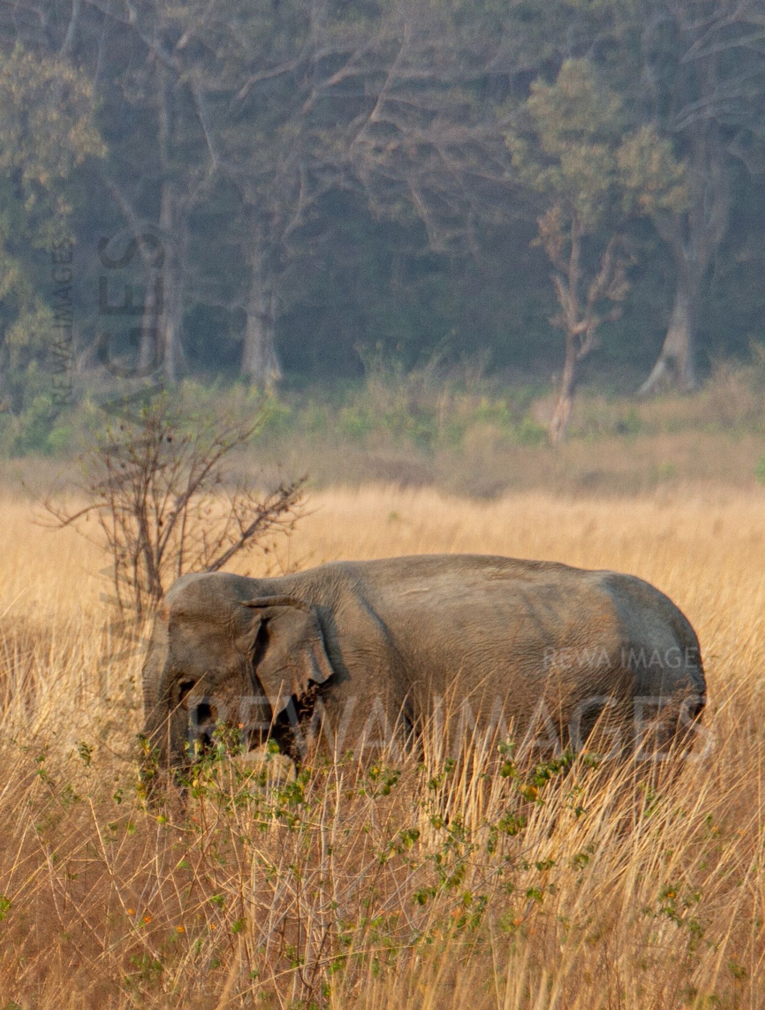 Indian elephant