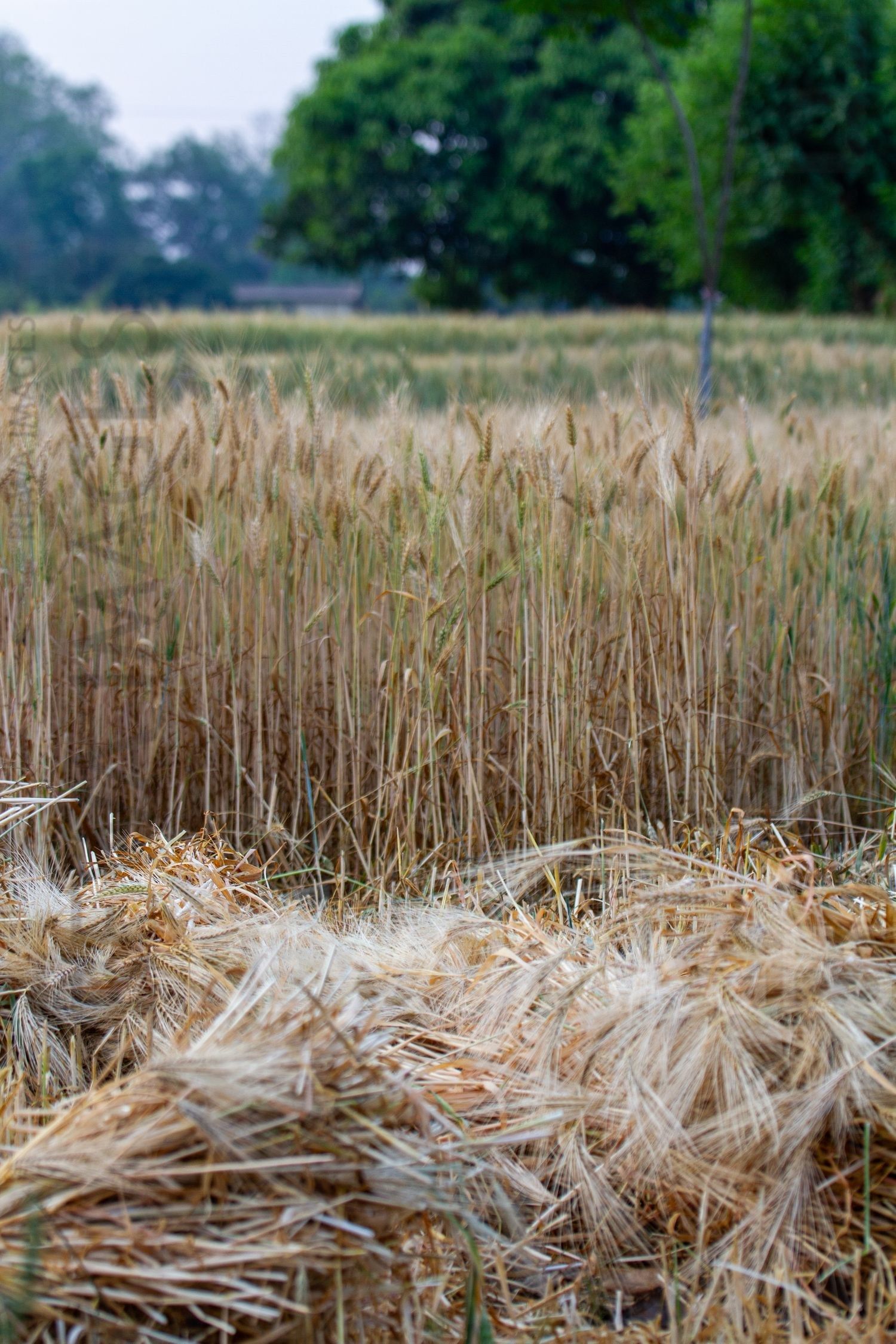 Paddy fields