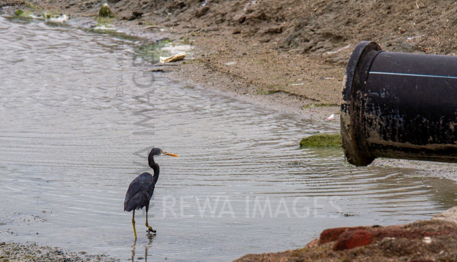 Reef Heron