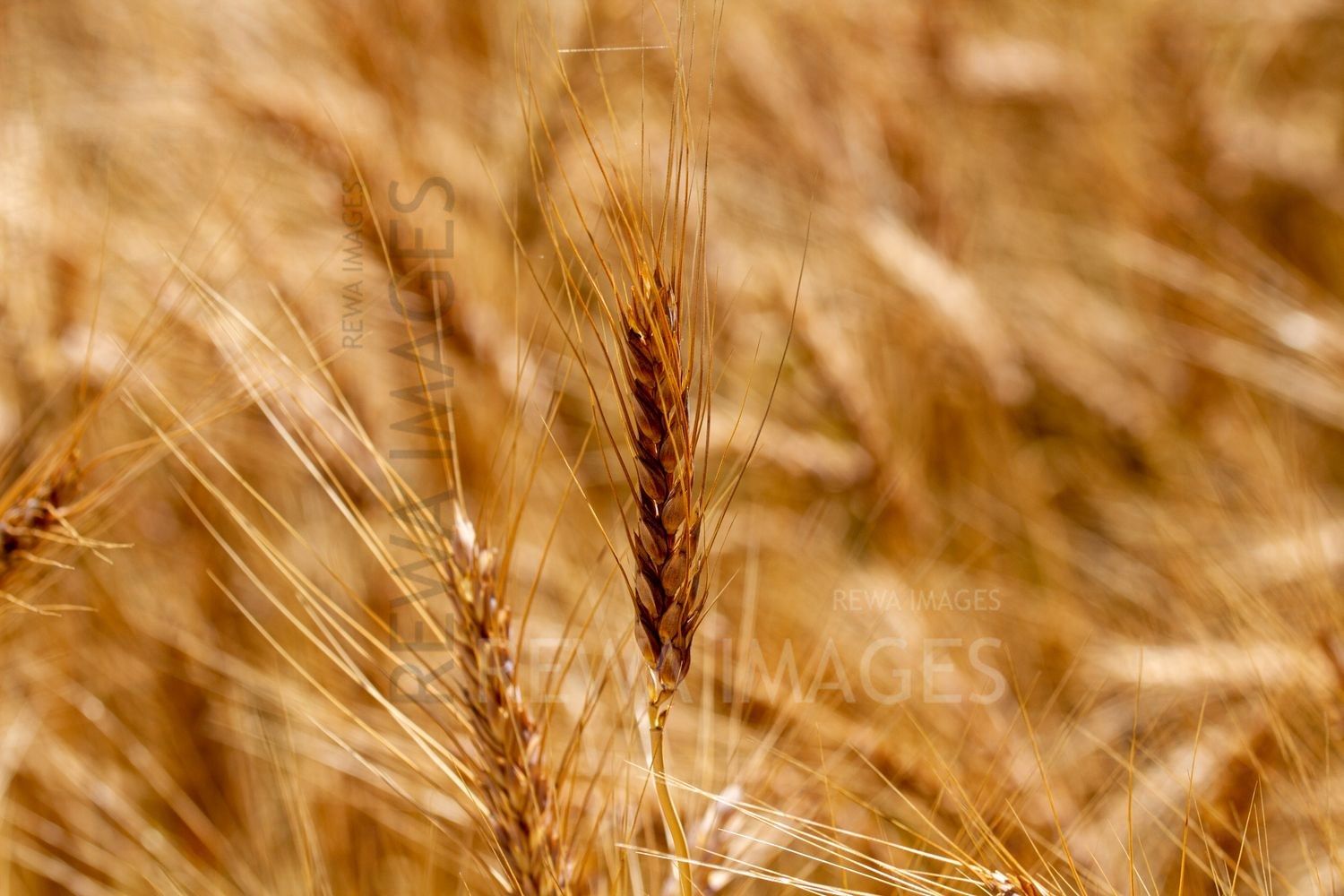 Paddy fields