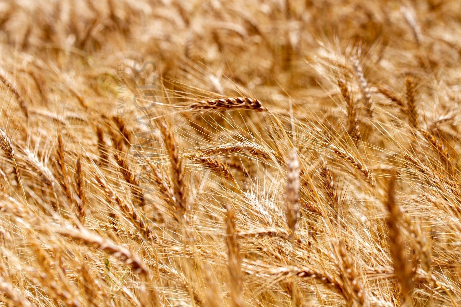 Paddy fields