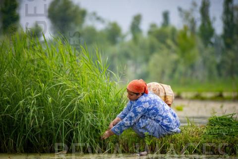 Farmers & Agriculture