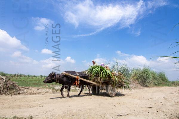 Animal-Powered Farming Cart