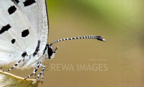 Red Pierrot butterfly