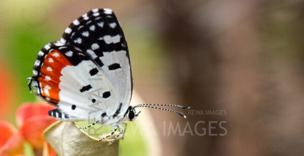 Red Pierrot butterfly