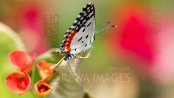 Red Pierrot butterfly