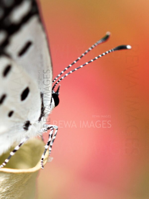 Red Pierrot butterfly