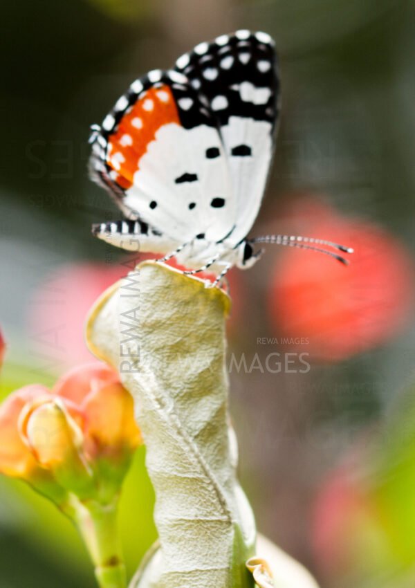 Red Pierrot butterfly