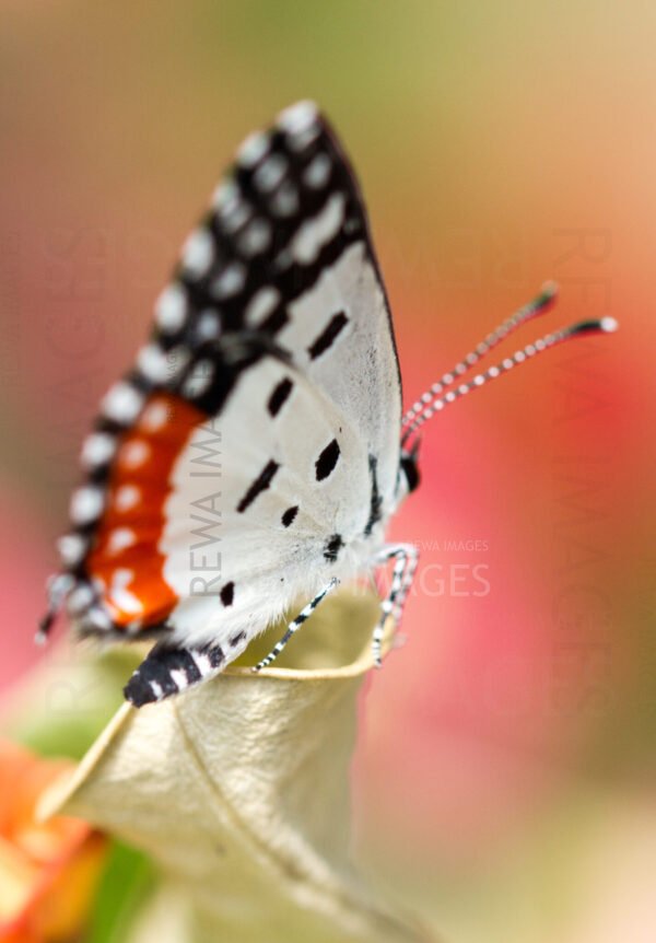 Red Pierrot butterfly