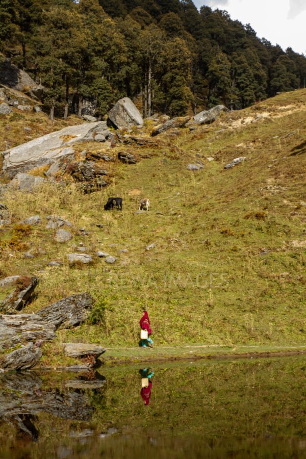 Himalayan Forests
