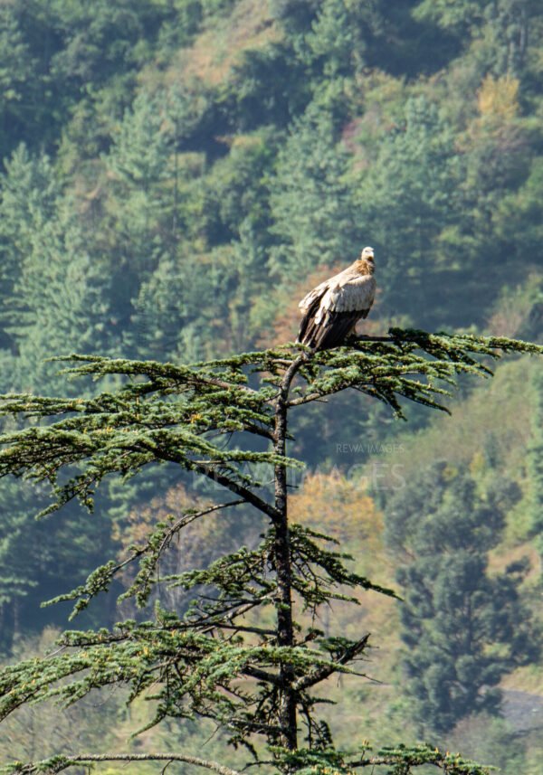 Himalayan Griffon Vulture